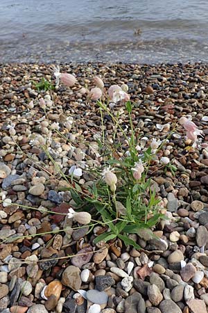 Silene vulgaris subsp. vulgaris \ Gew�hnliches Leimkraut, Taubenkropf-Leimkraut / Bladder Campion, D Altrip 4.10.2022