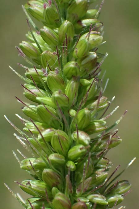 Setaria verticillata \ Kletten-Borstenhirse, Quirlige Borstenhirse / Whorled Pigeon Grass, Bristly Foxtail, D Heidelberg 12.8.2023