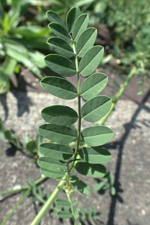 Securigera varia \ Bunte Kronwicke, Bunte Beilwicke / Purple Crownvetch, D Mannheim 10.9.2023