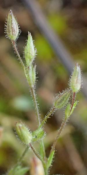 Sabulina viscosa \ Klebrige Miere / Sticky Sandwort, D Eisenberg 3.5.2024