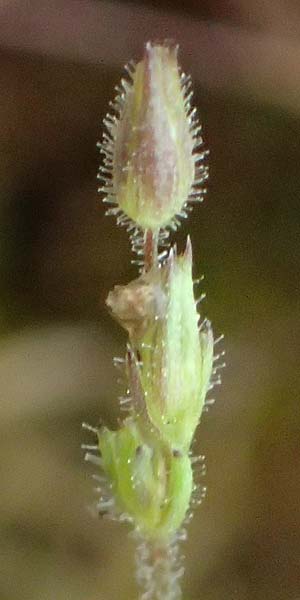 Sabulina viscosa \ Klebrige Miere / Sticky Sandwort, D Eisenberg 3.5.2024