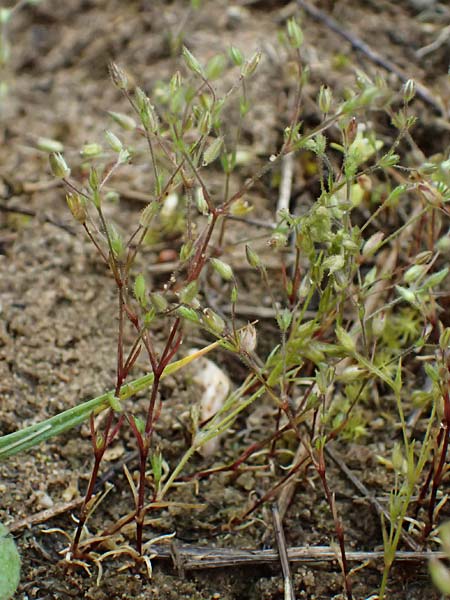 Sabulina viscosa \ Klebrige Miere / Sticky Sandwort, D Eisenberg 3.5.2024