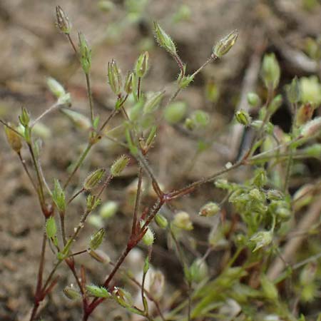 Sabulina viscosa \ Klebrige Miere / Sticky Sandwort, D Eisenberg 3.5.2024