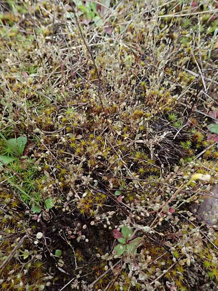Sabulina viscosa \ Klebrige Miere / Sticky Sandwort, D Eisenberg 3.5.2024
