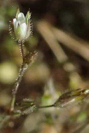 Sabulina viscosa \ Klebrige Miere / Sticky Sandwort, D Eisenberg 9.5.2024