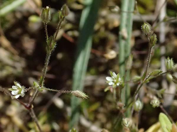 Sabulina viscosa \ Klebrige Miere / Sticky Sandwort, D Eisenberg 9.5.2024