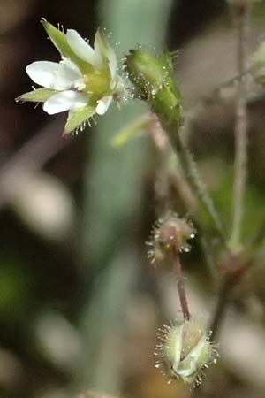 Sabulina viscosa \ Klebrige Miere / Sticky Sandwort, D Eisenberg 9.5.2024