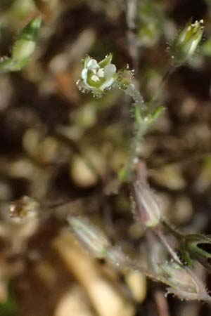 Sabulina viscosa \ Klebrige Miere / Sticky Sandwort, D Eisenberg 9.5.2024