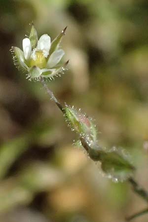 Sabulina viscosa \ Klebrige Miere / Sticky Sandwort, D Eisenberg 9.5.2024