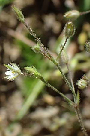 Sabulina viscosa \ Klebrige Miere / Sticky Sandwort, D Eisenberg 9.5.2024
