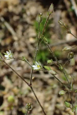 Sabulina viscosa \ Klebrige Miere / Sticky Sandwort, D Eisenberg 9.5.2024