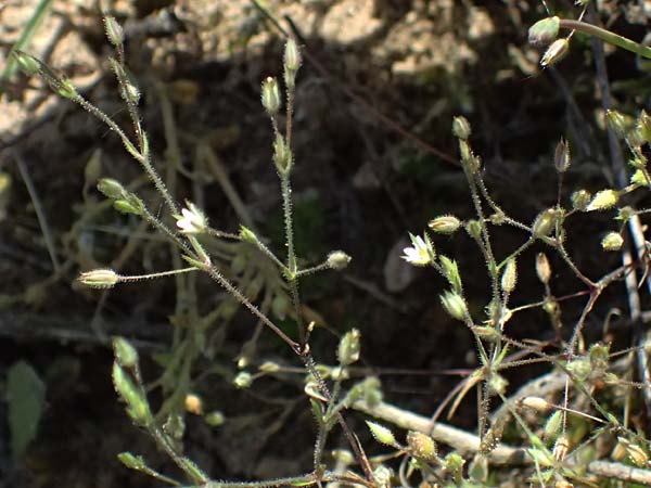 Sabulina viscosa \ Klebrige Miere / Sticky Sandwort, D Eisenberg 9.5.2024