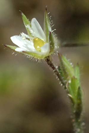Sabulina viscosa \ Klebrige Miere / Sticky Sandwort, D Eisenberg 9.5.2024