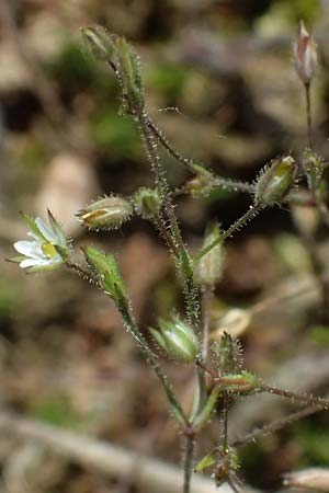 Sabulina viscosa \ Klebrige Miere / Sticky Sandwort, D Eisenberg 9.5.2024
