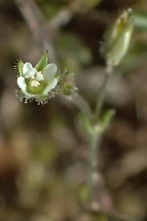 Sabulina viscosa \ Klebrige Miere / Sticky Sandwort, D Eisenberg 9.5.2024