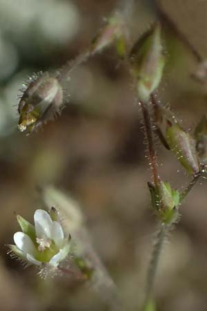Sabulina viscosa \ Klebrige Miere / Sticky Sandwort, D Eisenberg 9.5.2024
