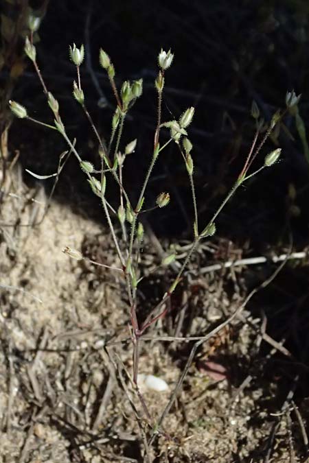 Sabulina viscosa \ Klebrige Miere / Sticky Sandwort, D Eisenberg 9.5.2024