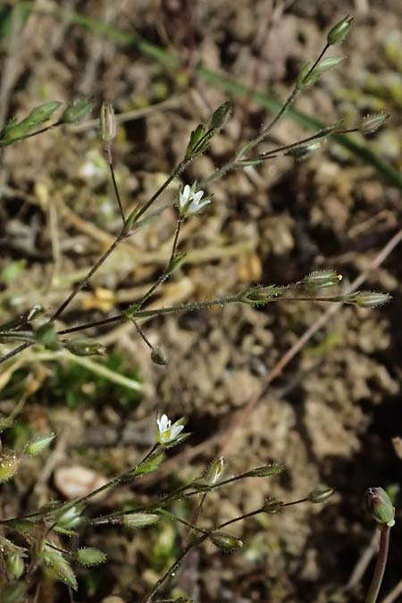 Sabulina viscosa \ Klebrige Miere / Sticky Sandwort, D Eisenberg 9.5.2024