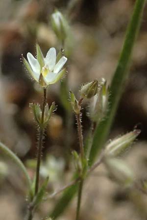Sabulina viscosa \ Klebrige Miere / Sticky Sandwort, D Eisenberg 9.5.2024