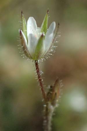 Sabulina viscosa \ Klebrige Miere / Sticky Sandwort, D Eisenberg 9.5.2024