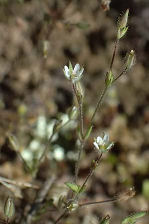 Sabulina viscosa \ Klebrige Miere / Sticky Sandwort, D Eisenberg 9.5.2024