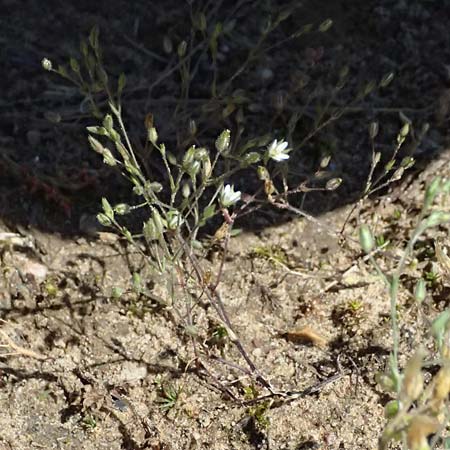 Sabulina viscosa \ Klebrige Miere / Sticky Sandwort, D Eisenberg 9.5.2024