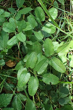 Sanguisorba officinalis \ Gro�er Wiesenknopf / Great Burnet, D Iffeldorf 14.8.2024