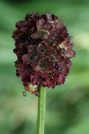 Sanguisorba officinalis \ Gro�er Wiesenknopf / Great Burnet, D Iffeldorf 14.8.2024
