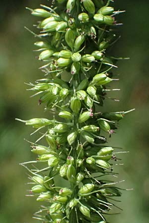 Setaria verticillata \ Kletten-Borstenhirse, Quirlige Borstenhirse / Whorled Pigeon Grass, Bristly Foxtail, D Hemsbach 31.8.2024