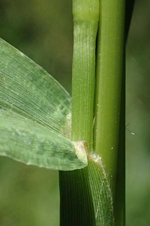 Setaria verticillata \ Kletten-Borstenhirse, Quirlige Borstenhirse / Whorled Pigeon Grass, Bristly Foxtail, D Hemsbach 31.8.2024