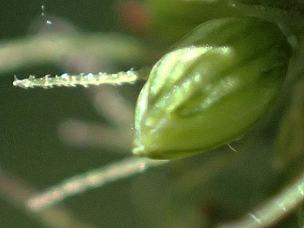 Setaria verticillata \ Kletten-Borstenhirse, Quirlige Borstenhirse / Whorled Pigeon Grass, Bristly Foxtail, D Hemsbach 31.8.2024