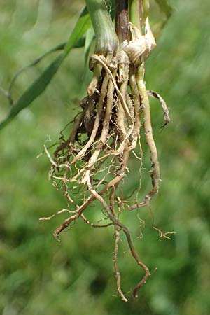 Setaria verticillata \ Kletten-Borstenhirse, Quirlige Borstenhirse / Whorled Pigeon Grass, Bristly Foxtail, D Hemsbach 31.8.2024