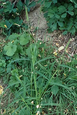 Setaria verticillata \ Kletten-Borstenhirse, Quirlige Borstenhirse / Whorled Pigeon Grass, Bristly Foxtail, D Hemsbach 2.9.2024