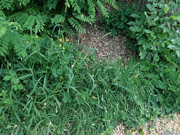 Setaria verticillata \ Kletten-Borstenhirse, Quirlige Borstenhirse / Whorled Pigeon Grass, Bristly Foxtail, D Hemsbach 2.9.2024