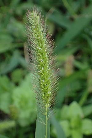 Setaria verticillata \ Kletten-Borstenhirse, Quirlige Borstenhirse / Whorled Pigeon Grass, Bristly Foxtail, D Mannheim 14.9.2025