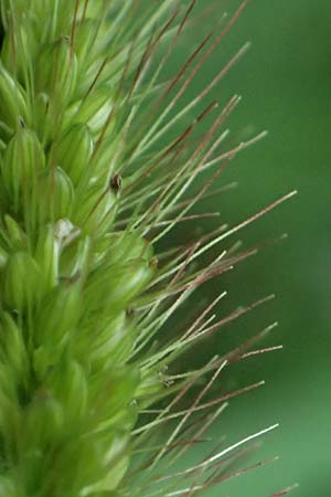 Setaria verticillata \ Kletten-Borstenhirse, Quirlige Borstenhirse / Whorled Pigeon Grass, Bristly Foxtail, D Mannheim 14.9.2025