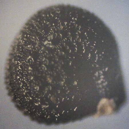 Portulaca papillatostellulata \ Papillenfr&uuml;chtiger Portulak / Papilla-Fruited Purslane, D Biblis 20.10.2018