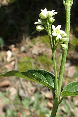 Vincetoxicum hirundinaria \ Schwalbenwurz / White Swallow Wort, D Mannheim 18.5.2018