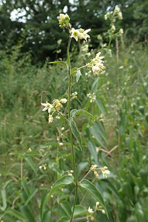 Vincetoxicum hirundinaria \ Schwalbenwurz / White Swallow Wort, D Fridingen 26.6.2018
