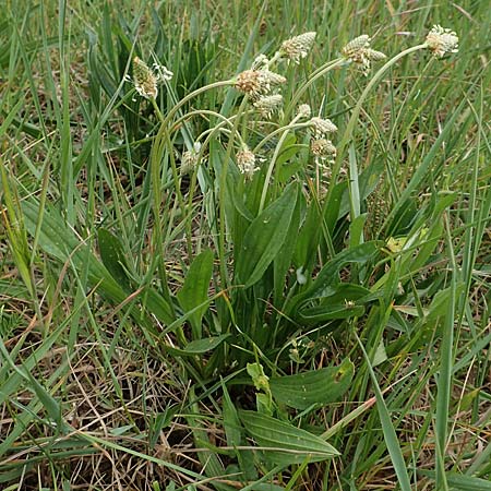Plantago lanceolata \ Spitz-Wegerich / Ribwort Plantain, D Gr&uuml;nstadt-Asselheim 4.5.2020