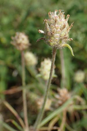 Plantago arenaria \ Sand-Wegerich / Branched Plantain, D Sandhausen 13.8.2021
