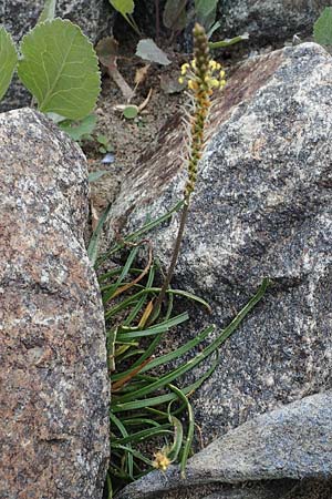 Plantago maritima \ Strand-Wegerich / Sea Plantain, D Heiligenhafen 17.9.2021