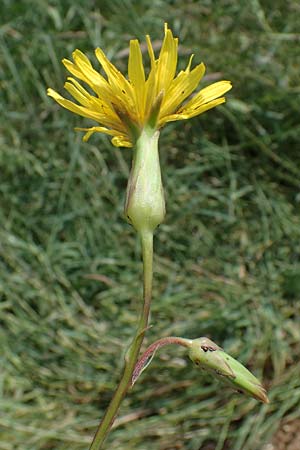Scorzonera hispanica, Garten-Schwarzwurzel, Spanische Schwarzwurzel