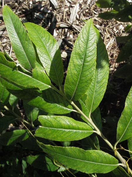 Salix caprea x viminalis \ Weiden-Hybride / Hybrid Willow, D Botan. Gar.  Universit.  Mainz 4.8.2007