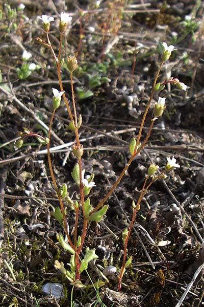 Saxifraga tridactylites \ Dreifinger-Steinbrech / Rue-Leaved Saxifrage, D Viernheim 25.4.2008
