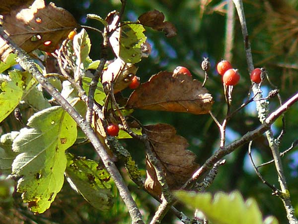 Sorbus x pinnatifida \ Bastard-Eberesche / Hybrid Whitebeam, D K&uuml;lsheim 2.10.2016