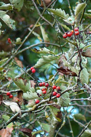 Sorbus x pinnatifida \ Bastard-Eberesche / Hybrid Whitebeam, D K&uuml;lsheim 2.10.2016