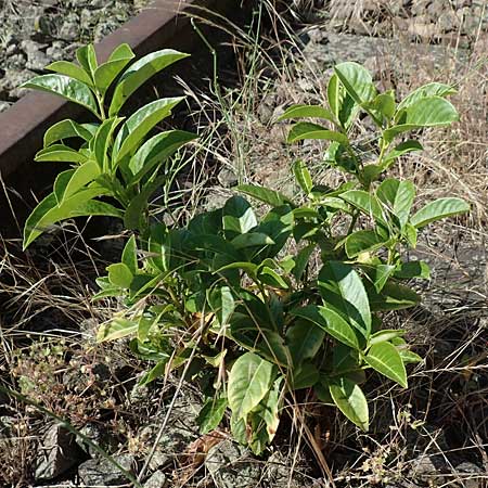 Prunus laurocerasus \ Kirsch-Lorbeer, Lorbeerkirsche / Cherry Laurel, D Mannheim 25.6.2017