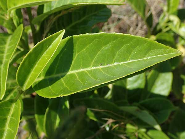 Prunus laurocerasus \ Kirsch-Lorbeer, Lorbeerkirsche / Cherry Laurel, D Mannheim 25.6.2017