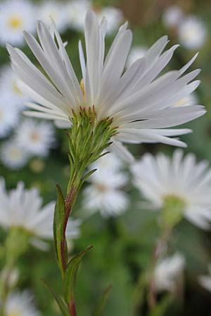 Symphyotrichum x salignum \ Weidenbl&auml;ttrige Herbst-Aster / Glaucous Michaelmas Daisy, Smooth Blue Aster, D Mannheim,  Friesenheimer Insel 3.10.2017